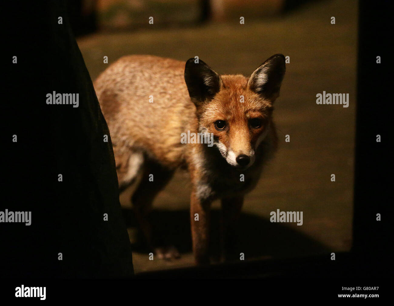 Urban Fox, London. Ein urbaner Fuchs in einem Garten im Norden Londons. Stockfoto
