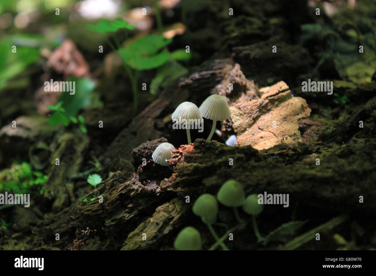 Sehr kleine Pilze (Mycena Galericulata) Stockfoto