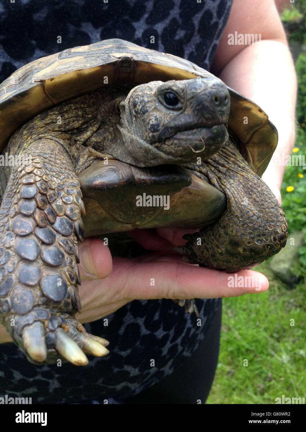 Bobby, eine 37-jährige Hermann's Tortoise, die in der letzten Woche zweimal vermisst wurde, glaubt seine Besitzerin, Debbie Acton, 42, von Barnacle in Warwickshire, dass er auf der Suche nach einer Frau war. Stockfoto