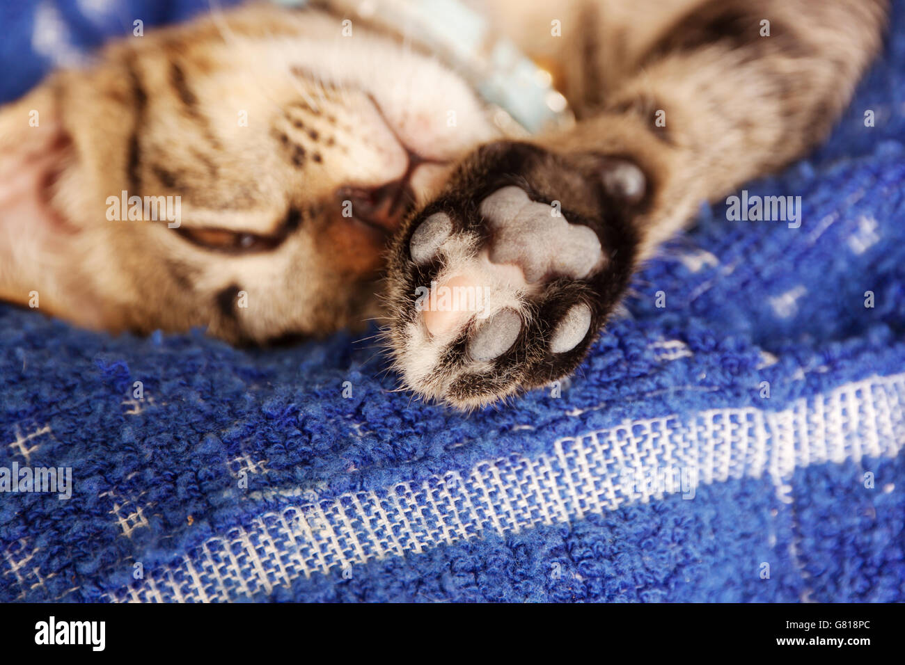 Fuß-Kätzchen schlafen auf ein weiches Tuch. Stockfoto