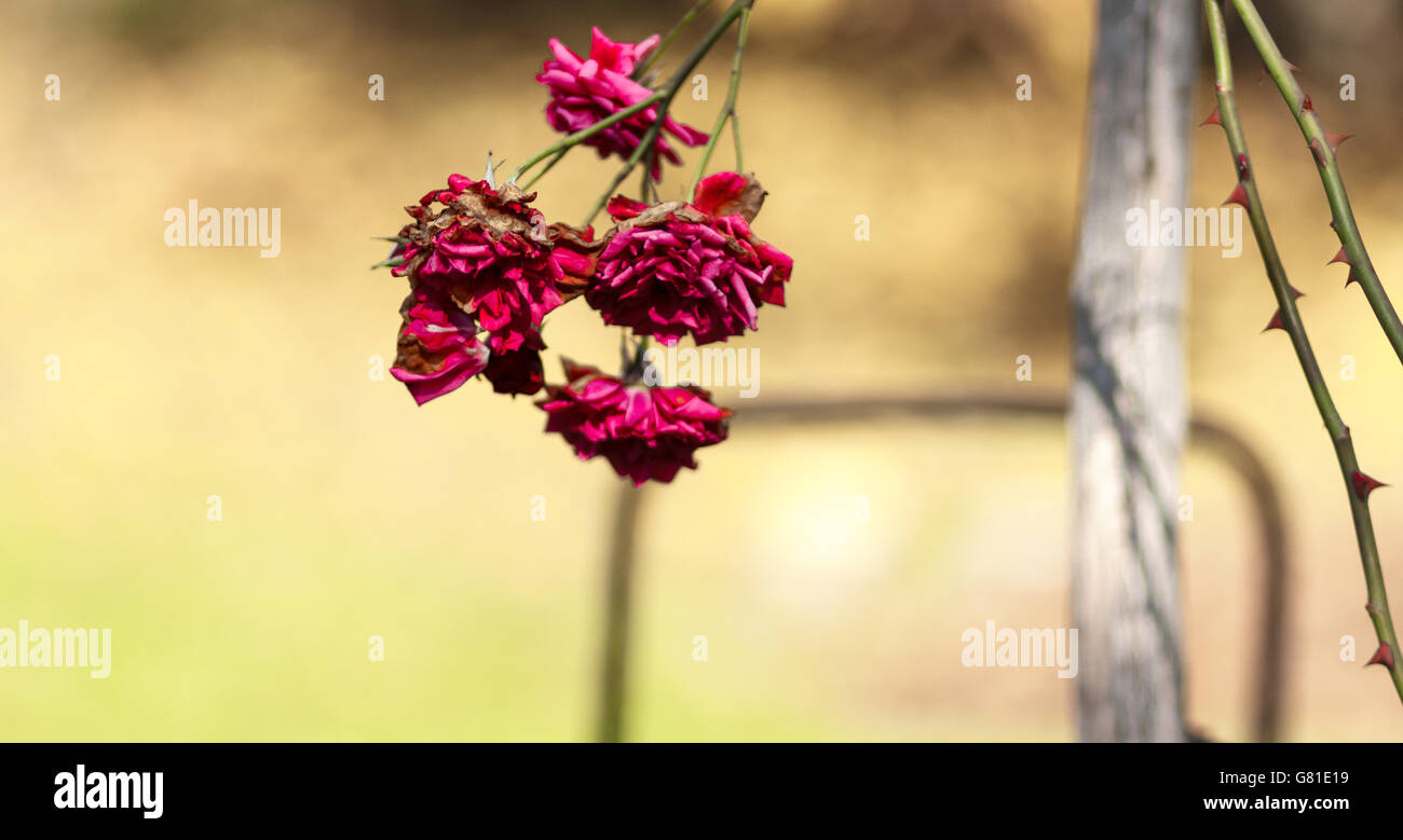 Lila Magenta farbigen trocken Rose auf einem Blurried Hintergrund Stockfoto