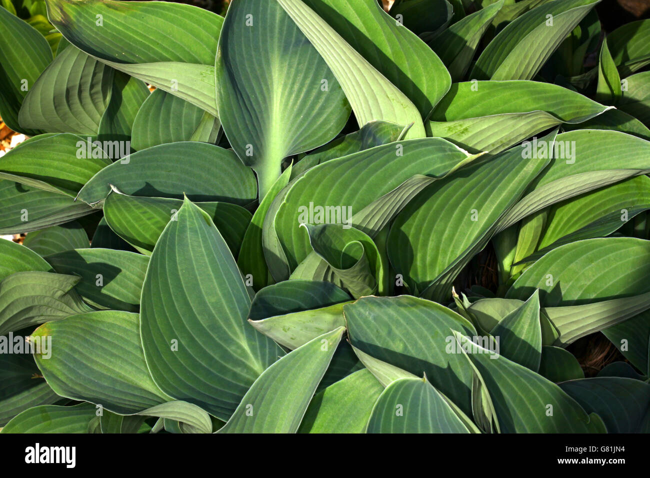 Texturen und Grüntöne in diesem Muster von natürlichen Pflanzen in einem Hosta-Bett Stockfoto