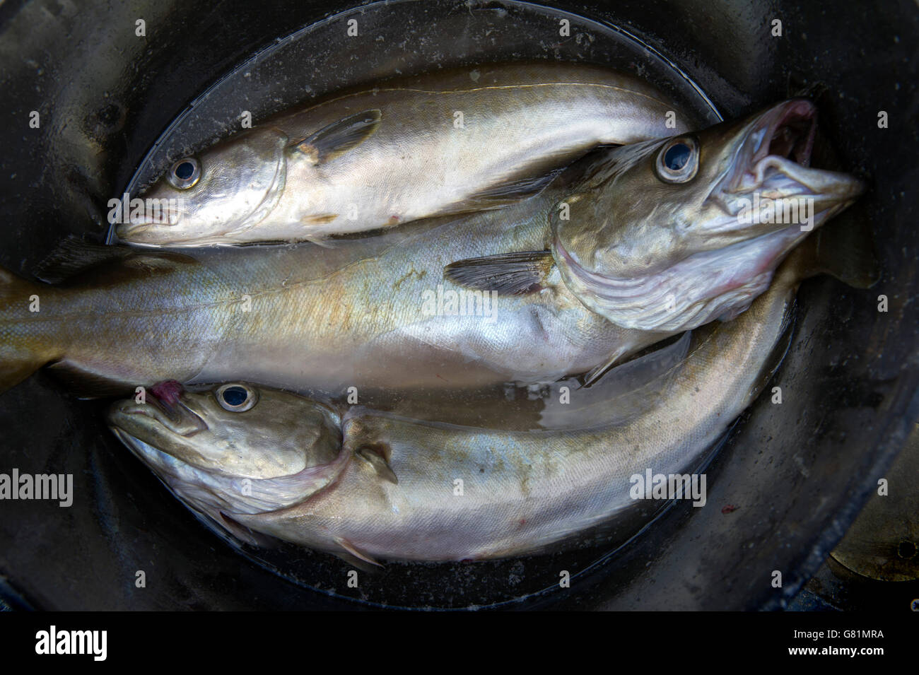 Catch & Koch an Rick Stein's Kochschule in Padstow, Cornwall, Großbritannien, wo Studenten fischen gehen dann Filet und Koch Ihren Fang. Stockfoto