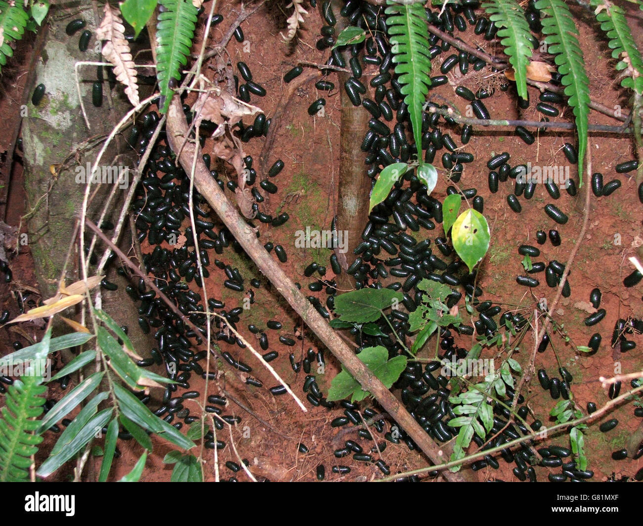 Schwarze Käfer, Madagaskar Stockfoto