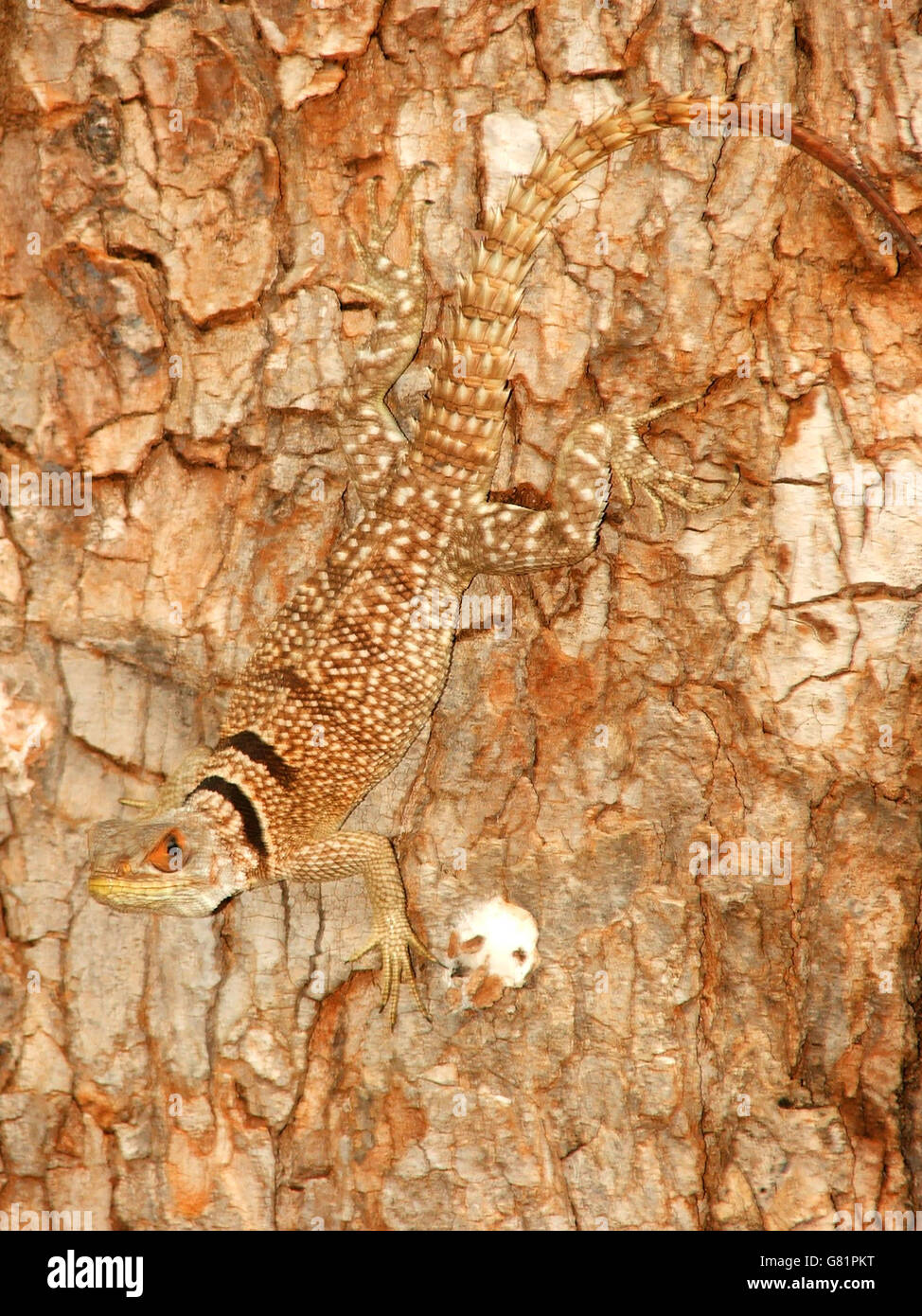 Eidechse, Madagaskar Stockfoto