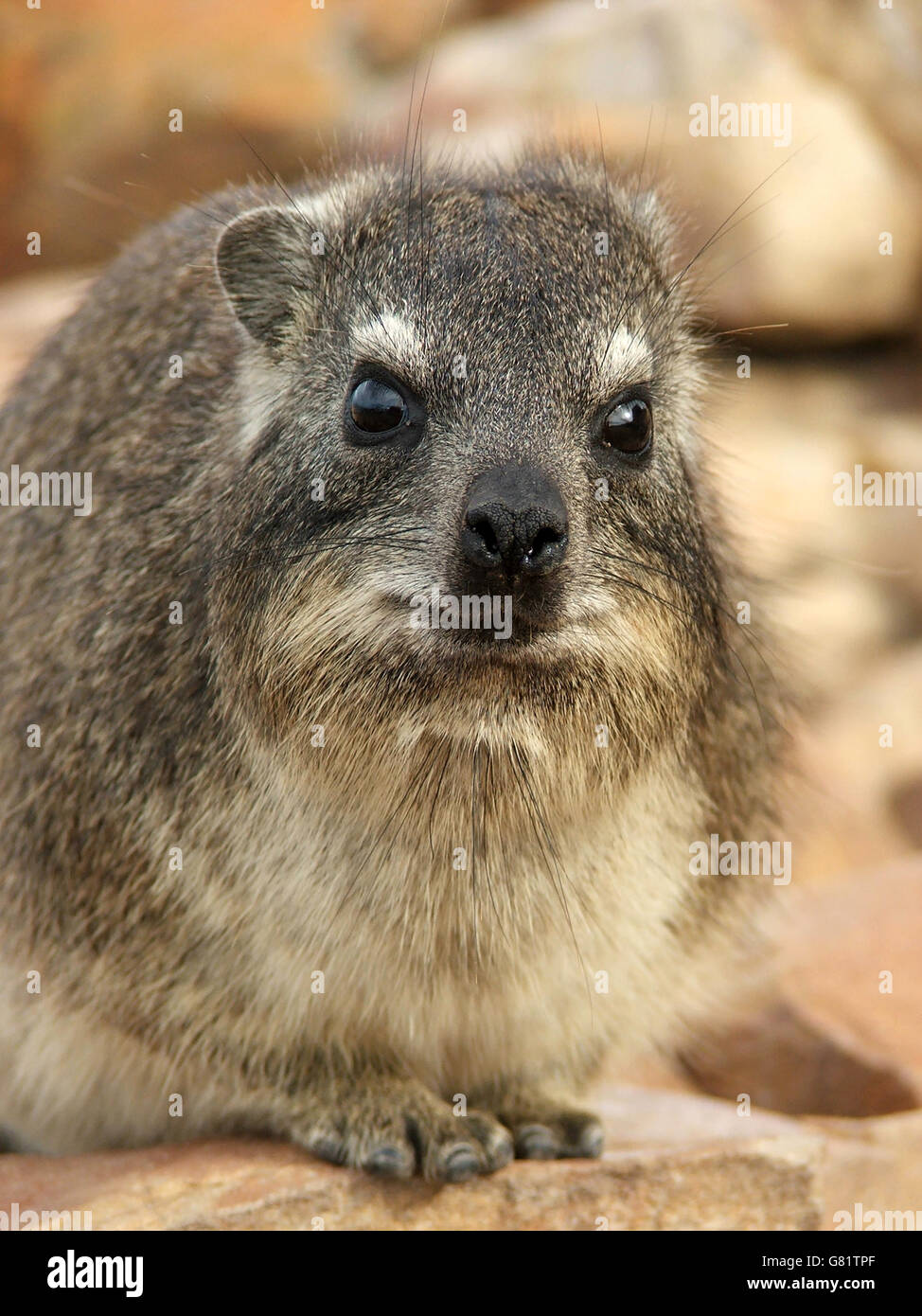 Rock Klippschliefer, Sedgefield Stockfoto