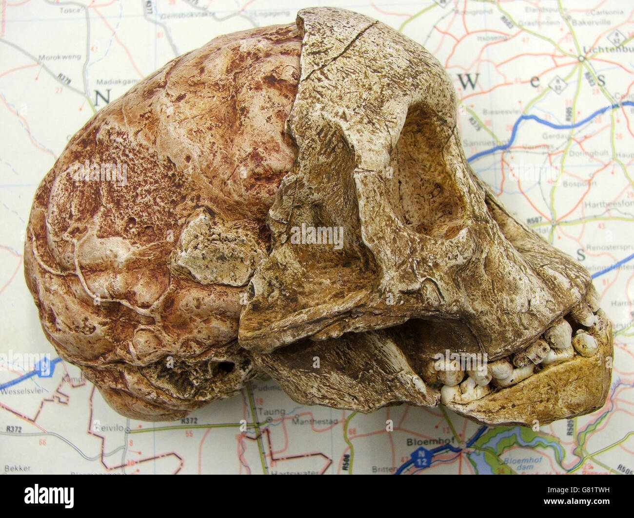 Taung Skull, Südafrika Stockfoto