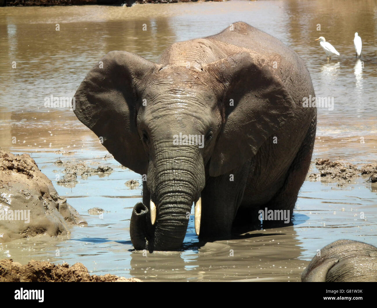 Afrikanischer Elefant (Loxodonta Africana), Addo Elephant Park, Port Elizabeth, Südafrika, 30. Januar 2012 Stockfoto