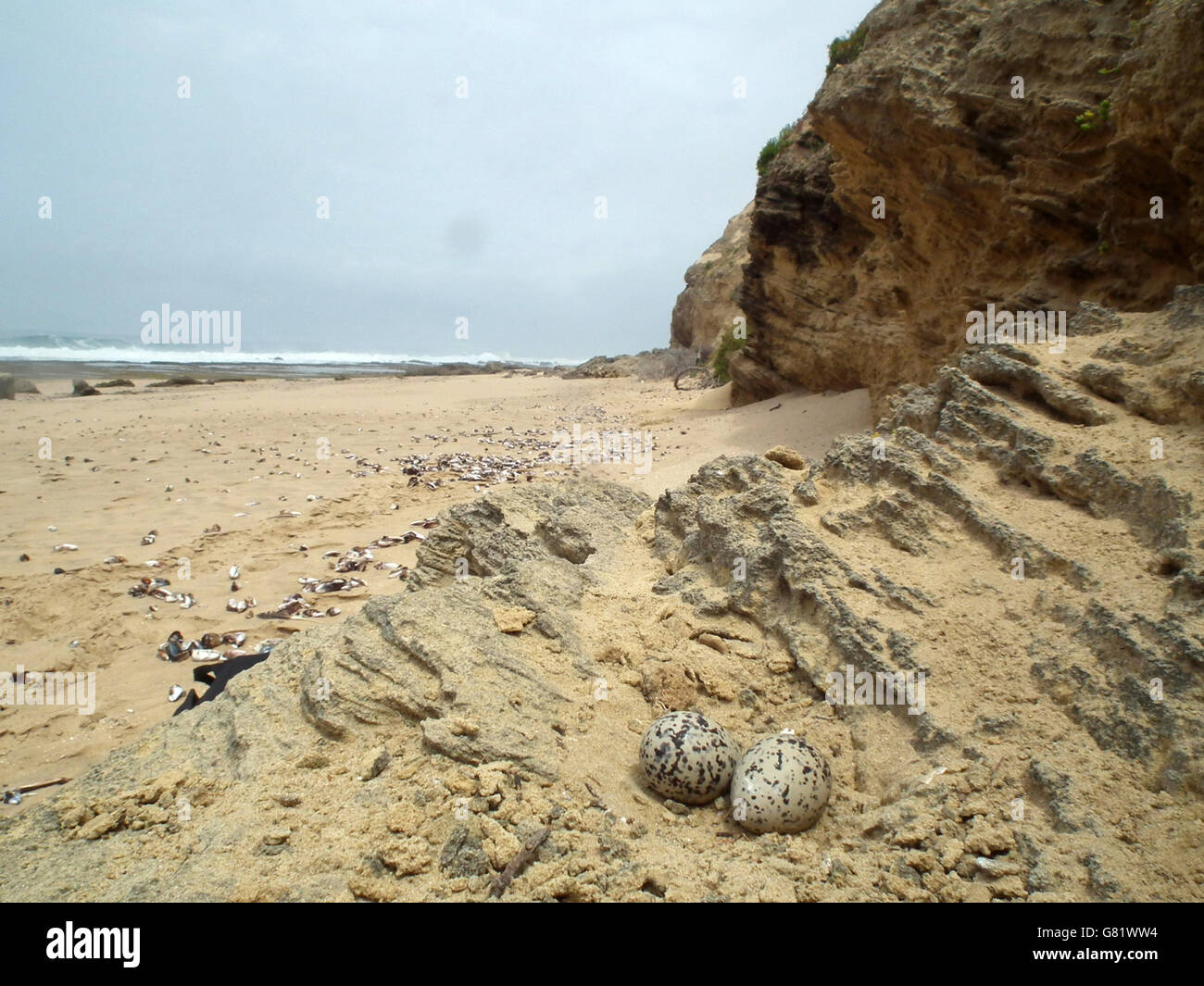 Schwarze Austernfischer Nest am Strand, (Haematopus Bachmani), Eastern Cape, Südafrika, Dezember 2011 Stockfoto