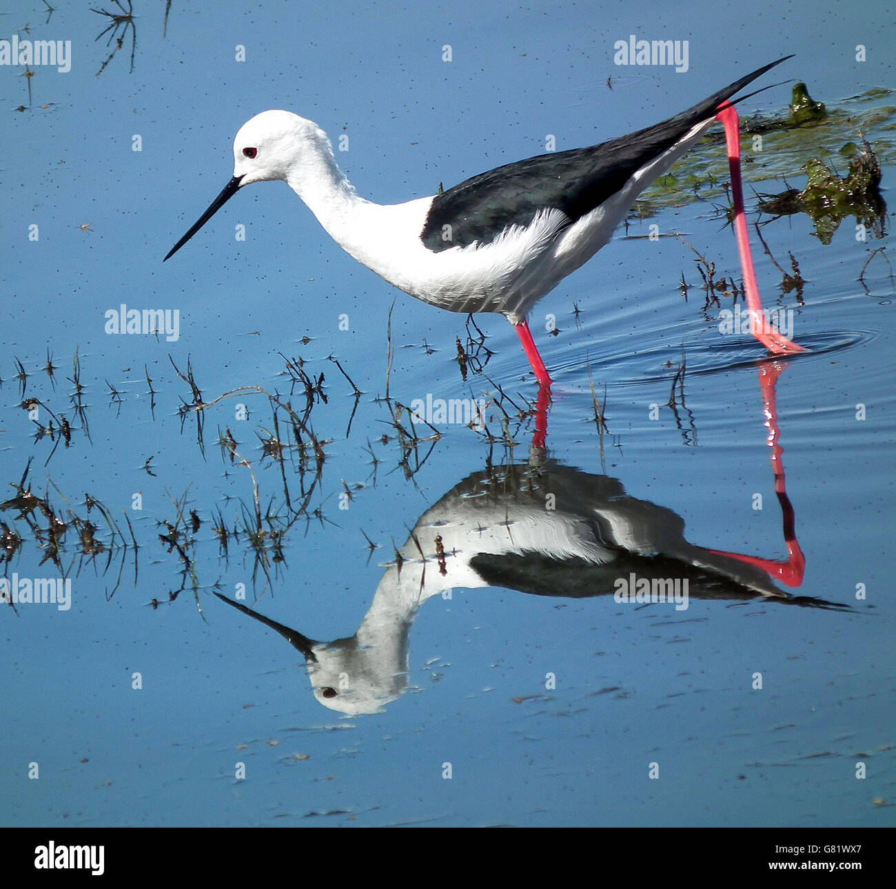 Gleitaar Pfahlbauten stehen im Wasser, (Himantopus Himantopus), Eastern Cape, Südafrika, Dezember 2011 Stockfoto