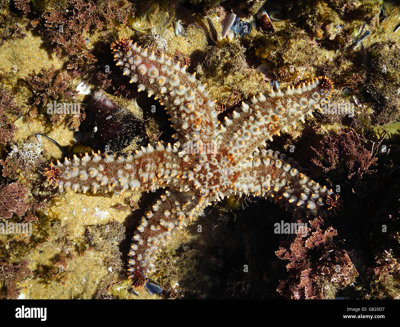 Seestern am Meeresboden im Riff, Western Cape, South Africa, 19. Juli 2012 Stockfoto