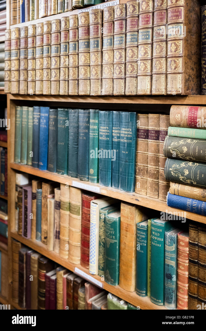 Bücher über Bücherregale Stockfoto