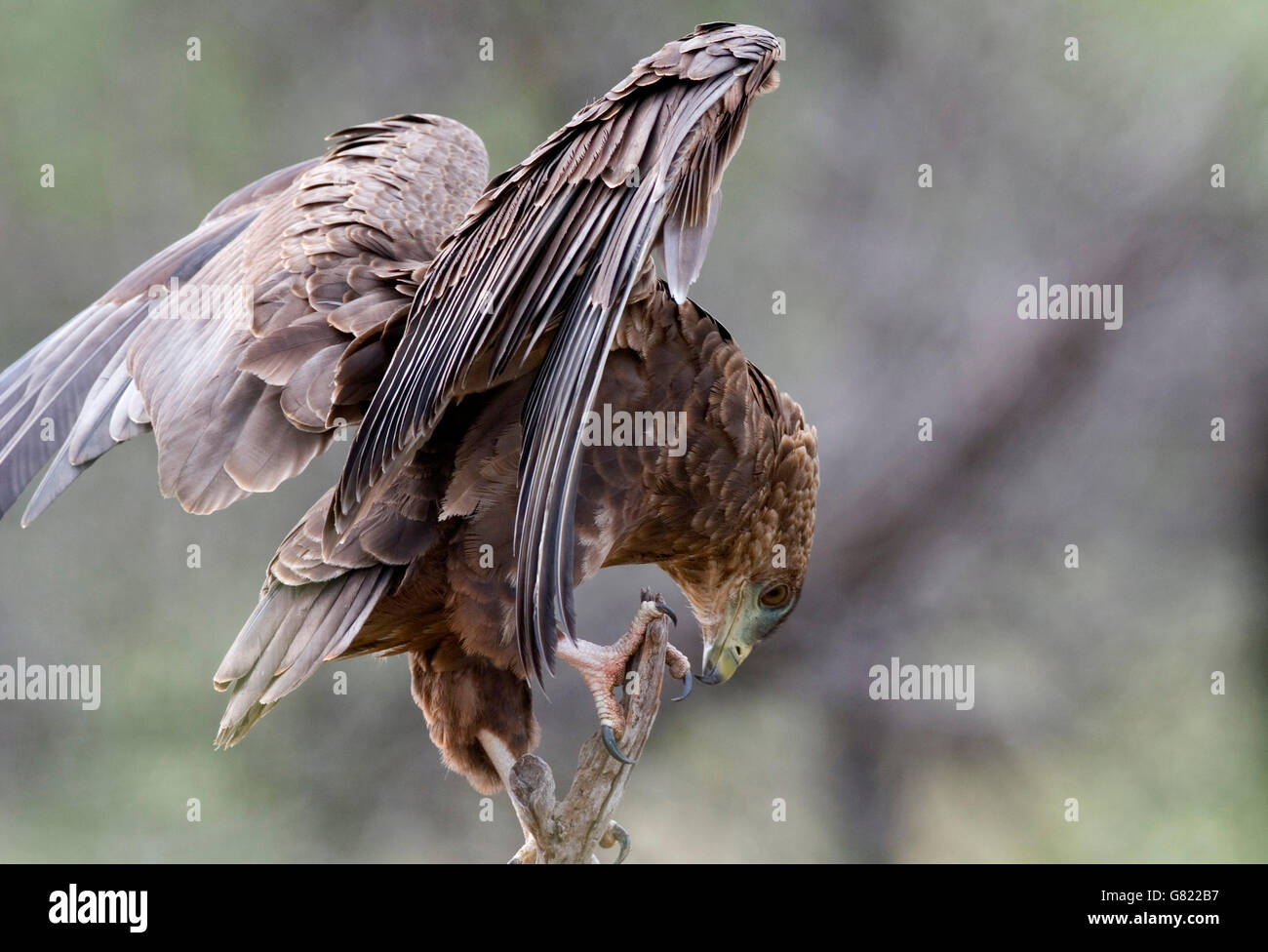 Bateleur Adler (Terathopius Ecaudatus), Natrional Krügerpark, Südafrika Stockfoto