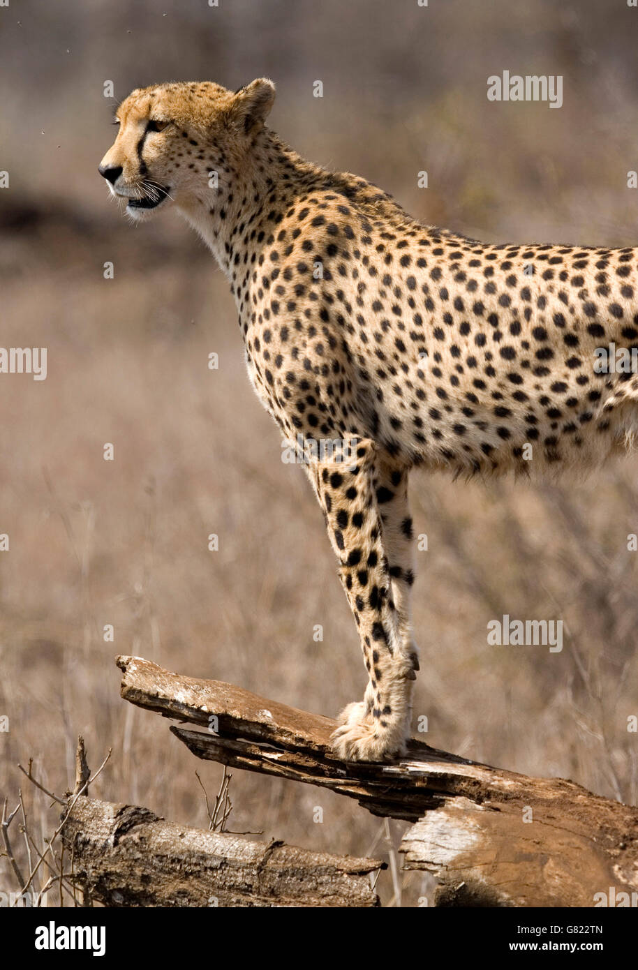 Gepard (Acinonyx Jubatus), Krüger Nationalpark, Südafrika Stockfoto