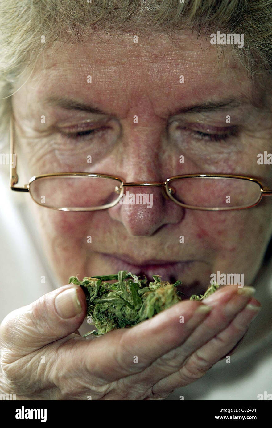 Patricia Tabram, 66, riecht Cannabis in ihrem Zuhause in East Lea, Humshaugh, in der Nähe von Hexham. Sie wird vor dem Newcastle Crown Court verurteilt, nachdem sie eine Anklage wegen des Besitzes eines Medikaments der Klasse C mit Absicht zur Lieferung zugelassen hat. Seit ihrer Überzeugung hat Frau Tabram ihren neu entdeckten Berühmtheitsstatus bewundert und plant, ein Buch mit dem Titel Oma isst Cannabis zu veröffentlichen. Stockfoto