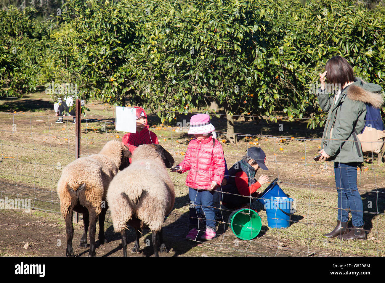 junge asiatische Kinder Fütterung Schafe auf einer Obstplantage Kommissionierung im Hawkesbury Tal, new-South.Wales, Australien Stockfoto