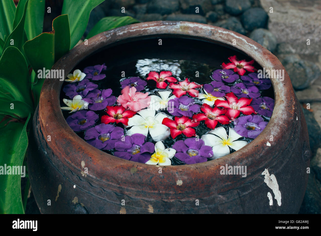 Bunte Blumen schweben im Wasser Urne Stockfoto