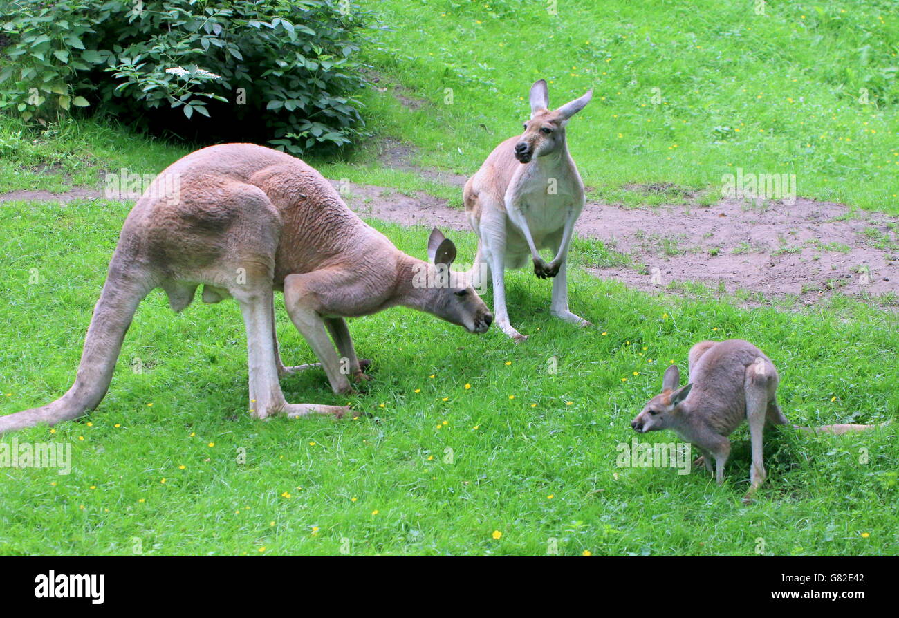 Familie des australischen roten Kängurus (Macropus Rufus), Männlich, weiblich und ein Baby-Joey Stockfoto