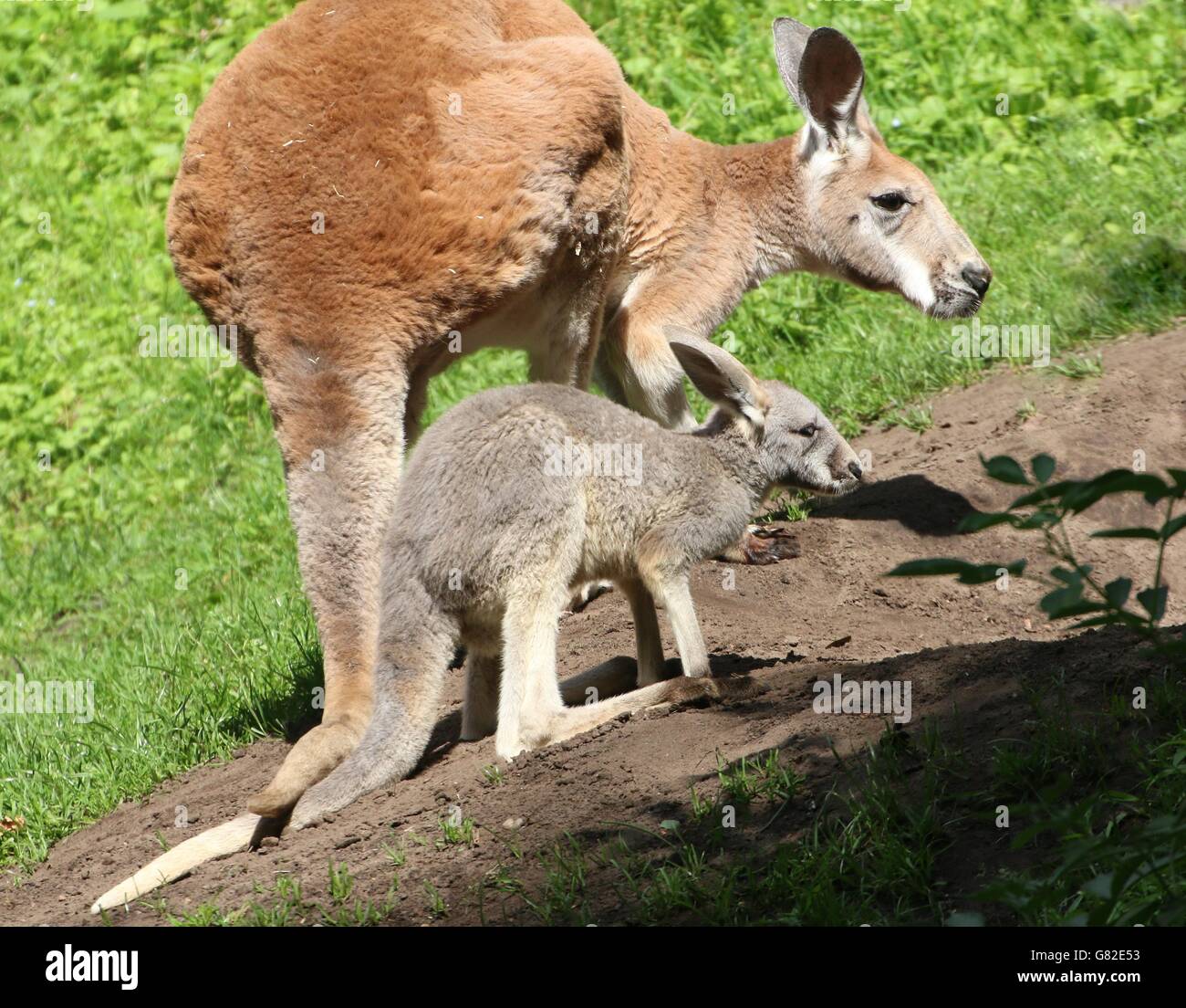 Weiblichen Australian Red Känguru (Macropus Rufus) mit ihrem joey Stockfoto