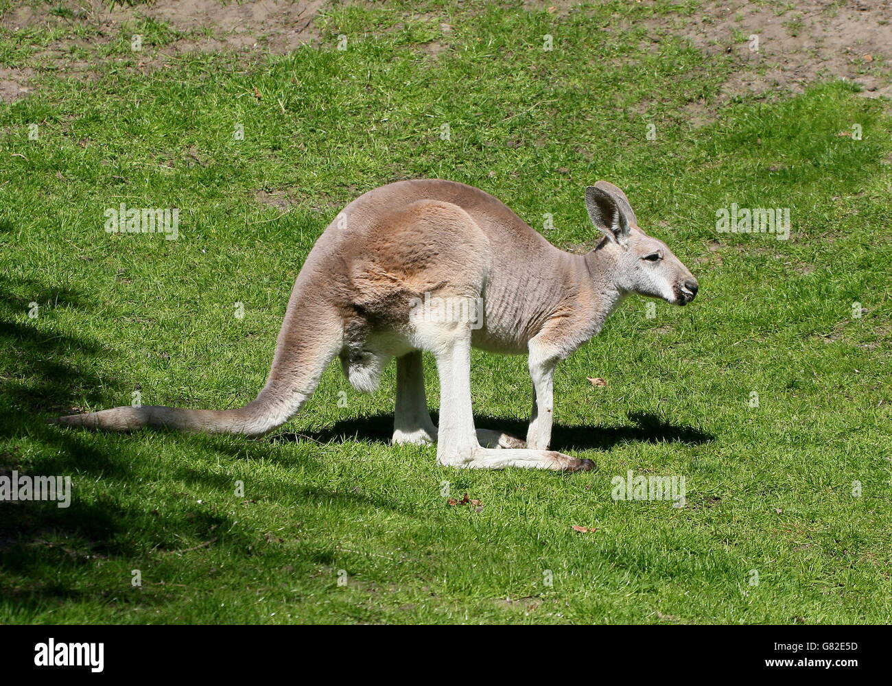 Unreife männliche Australian Red Känguruh (Macropus Rufus) Stockfoto
