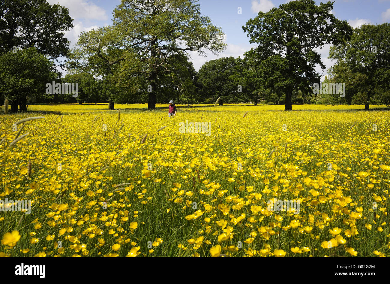 Sommerwetter 7. Juni 2015 Stockfoto