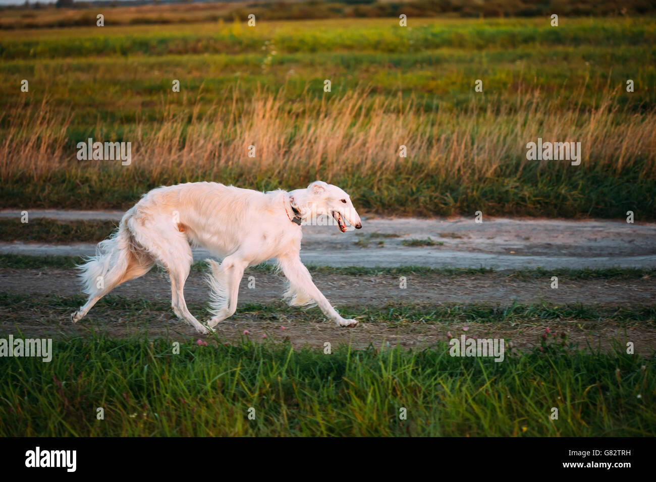 Weiße russische Barsois Gazehound schnell laufen im Sommer Wiese. Diese Hunde sind spezialisiert bei der Verfolgung der Beute, halten es In Sicht und O Stockfoto