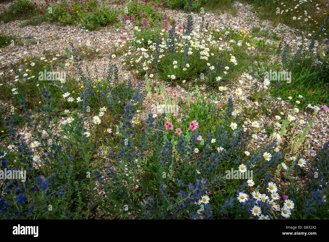 Wilde Kuste Blumen Am Strand Von Pagham In Der Nahe Von Chichester West Sussex Uk Stockfotografie Alamy