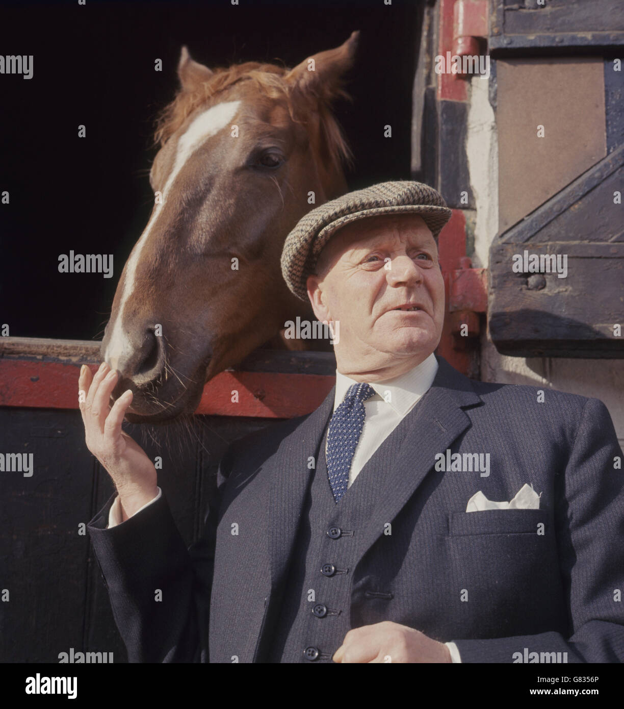 Pferd - W.H grau Rennställe - Beverley Stockfoto