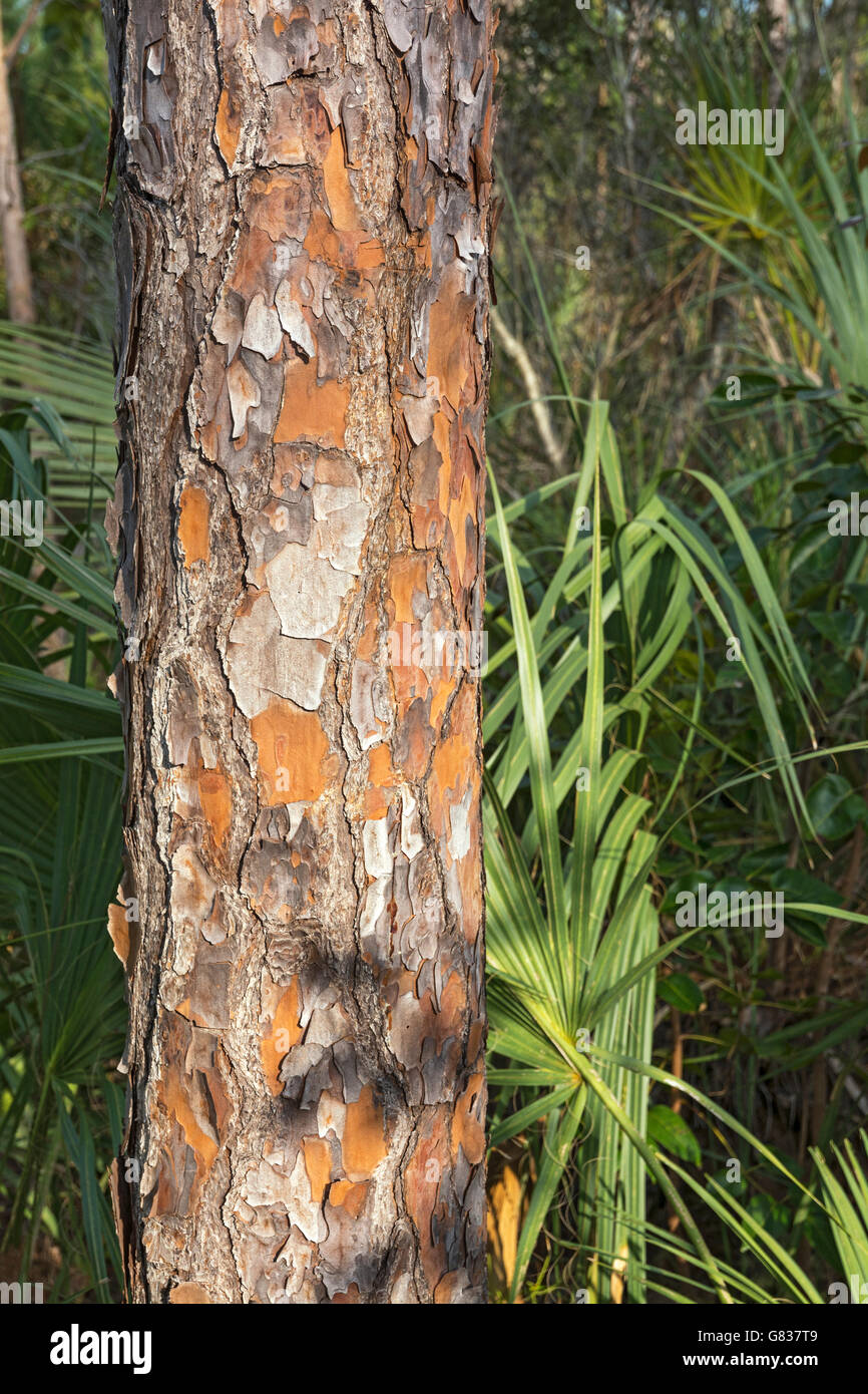 Florida Everglades Nationalpark, Pinelands Trail, Slash-Kiefer (Pinus Elliottii), Wald, Baumstamm, Rinde Stockfoto