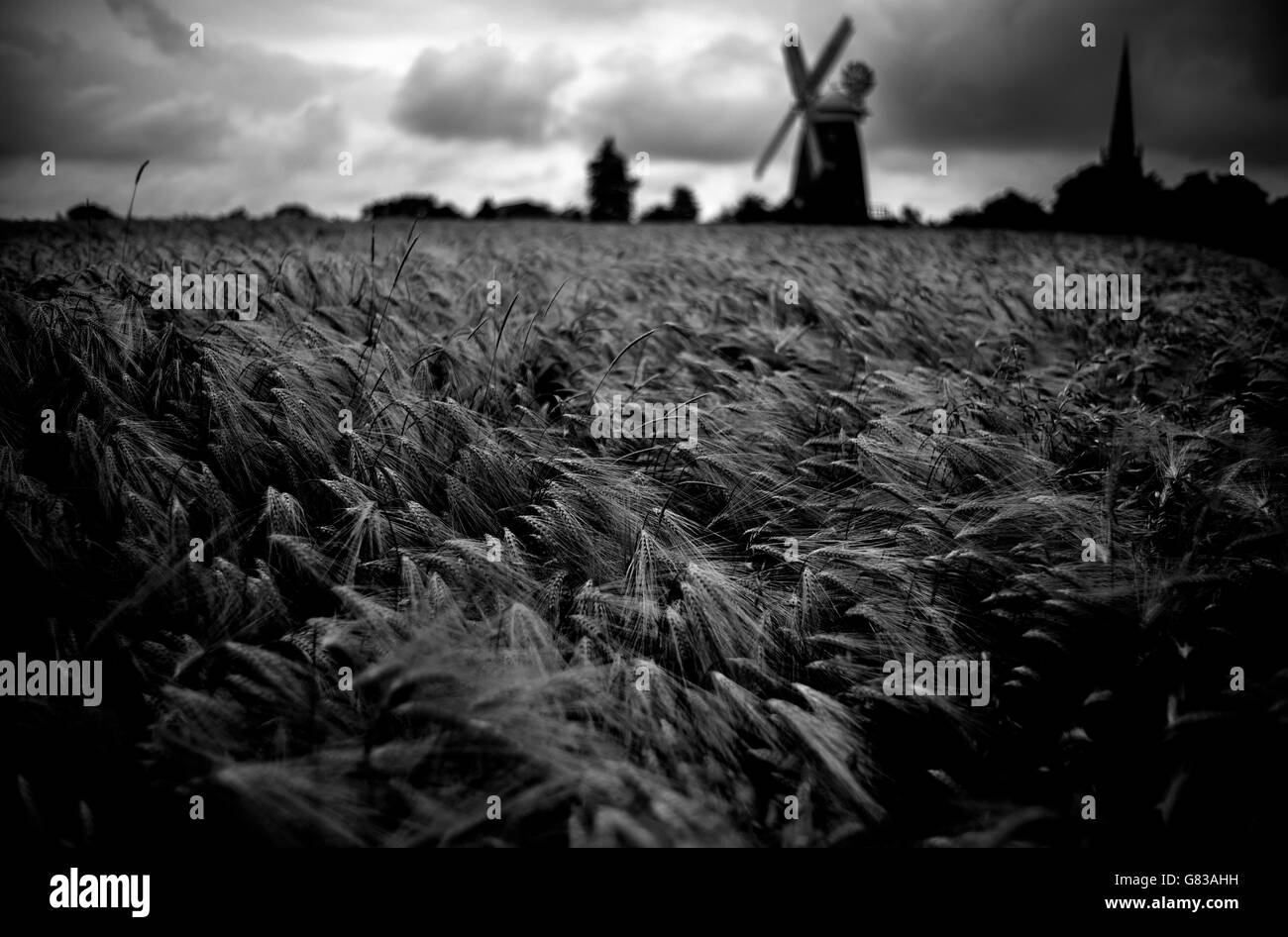 Gerste in einem Feld, Thaxted Essex England wachsen. Juni 2016 Stockfoto