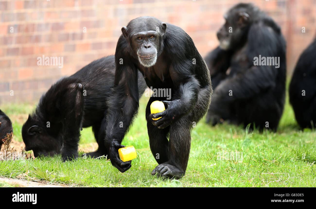Ein Schimpansen kühlt mit einer Eislolle im Chester Zoo ab, während Großbritannien seinen heißesten Tag seit neun Jahren erlebt. Stockfoto
