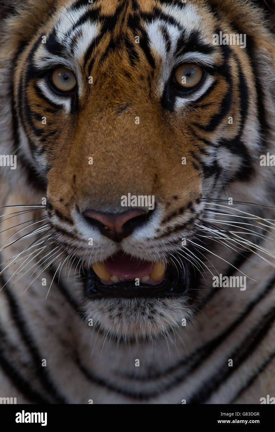 Vertikale Porträt eines königlichen Bengal Tigers in Ranthambhore Stockfoto