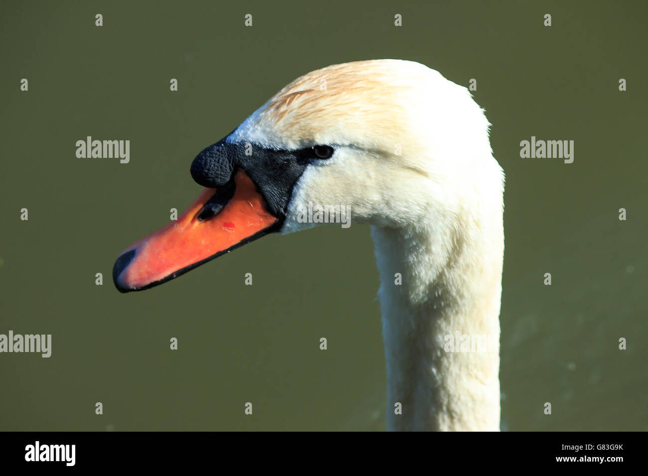 Swan Kopf und Hals stand Stolz in Bristol uk Stockfoto