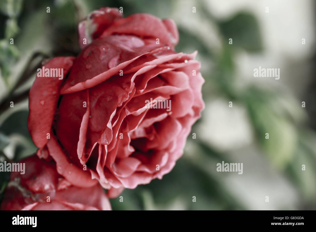 Traurige Rose Stockfotos und -bilder Kaufen - Alamy