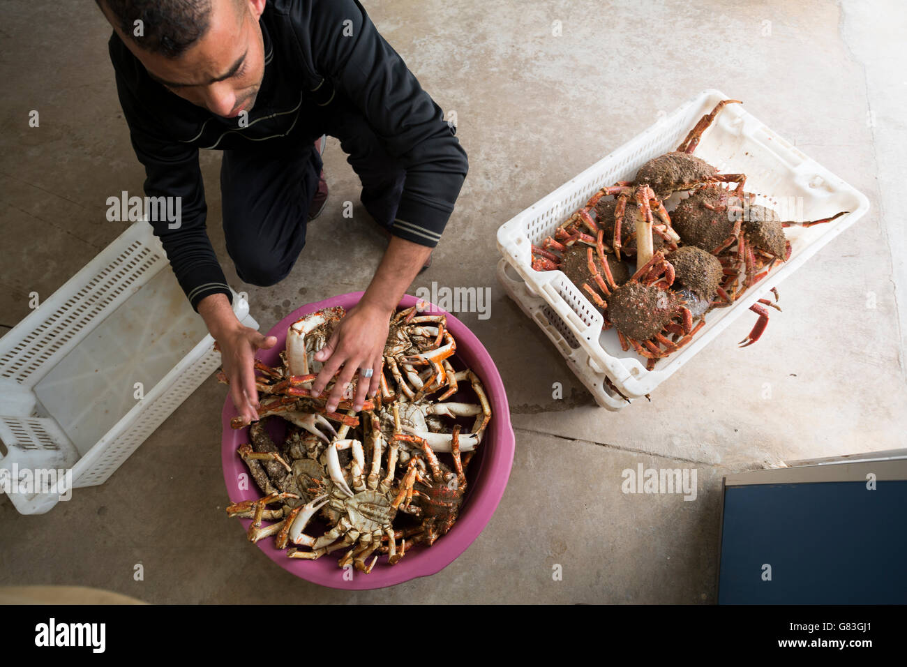 Arbeiter kaufen und verkaufen frische Meeresfrüchte und Fisch auf einer Auktion in Tifnit, in der Nähe von Agadir in Marokko. Stockfoto