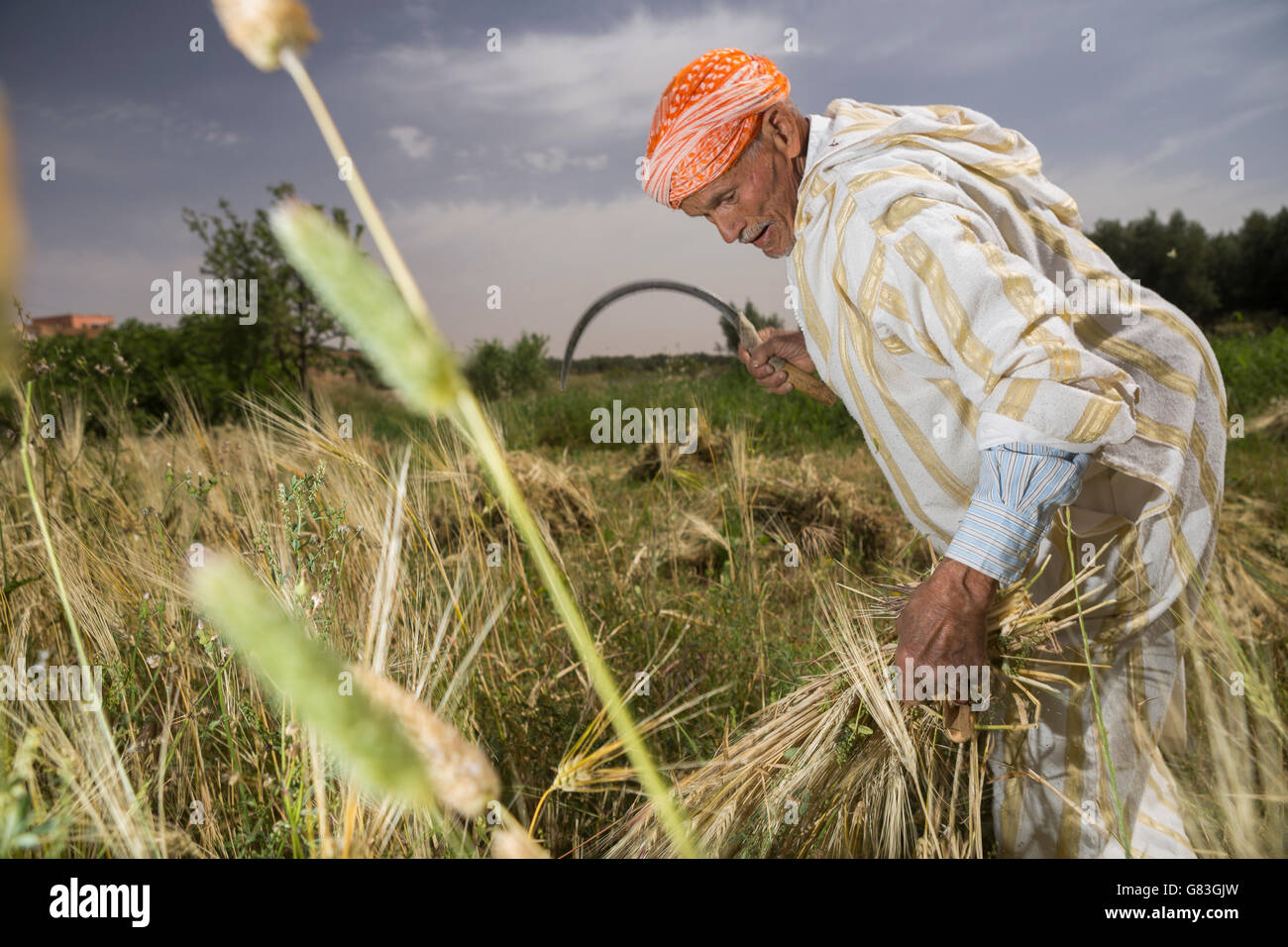 Ein Landwirt erntet Weizen im Douraine Perimeter in Chichaoua SPR, Marokko. Stockfoto