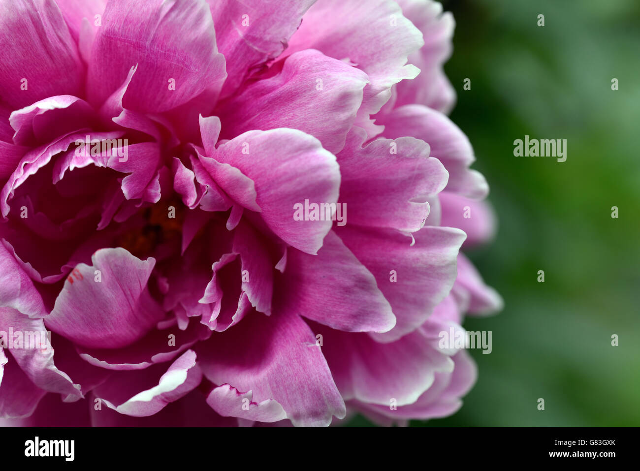 Pfingstrosenpark -Fotos und -Bildmaterial in hoher Auflösung – Alamy