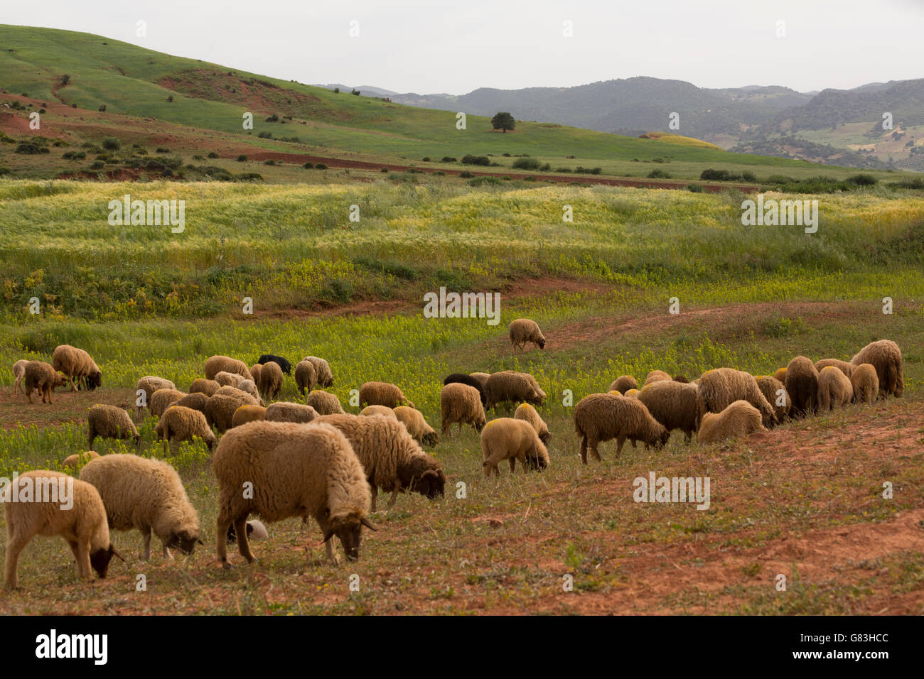 Schafe grasen auf einem Feld im Dorf Ben Khili, Marokko. Stockfoto