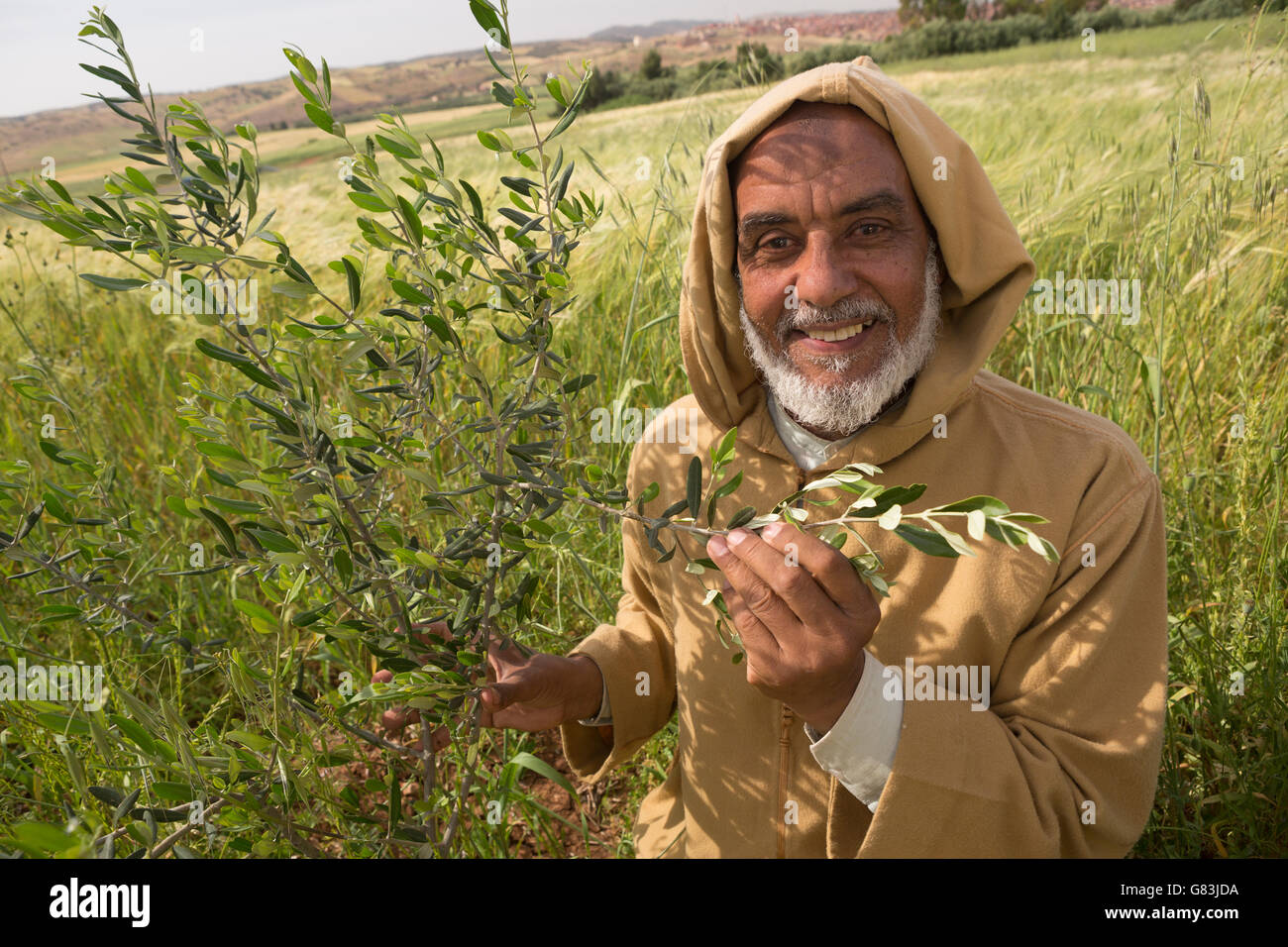 Kleinbauer Mohamed El Ouafi steht in seinen Weizen und Oliven Bäumchen Feld außerhalb Ben Khili, Marokko. Stockfoto
