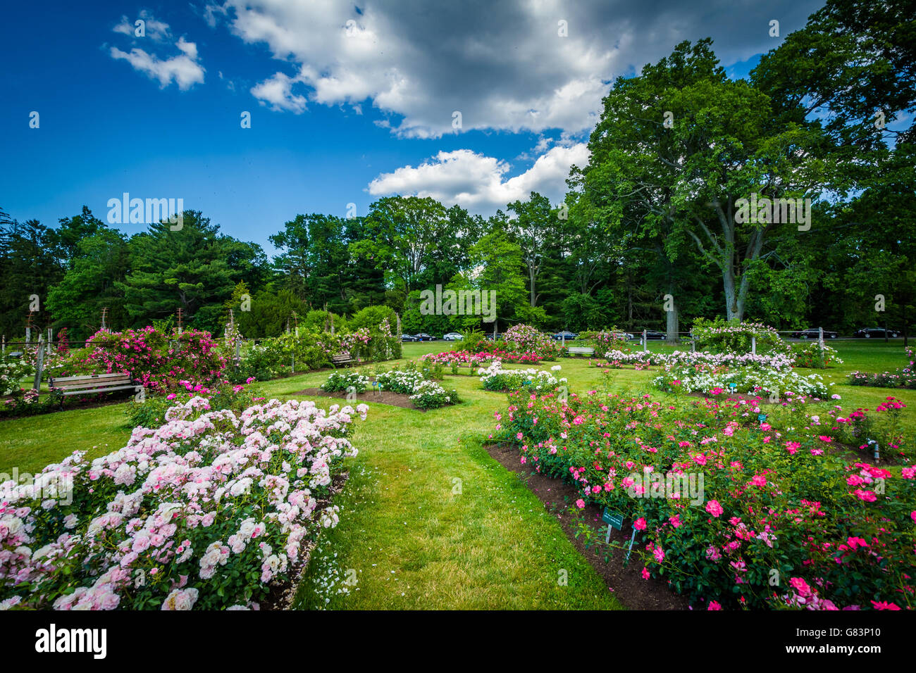 Rosengärten im Elizabeth Park in Hartford, Connecticut. Stockfoto