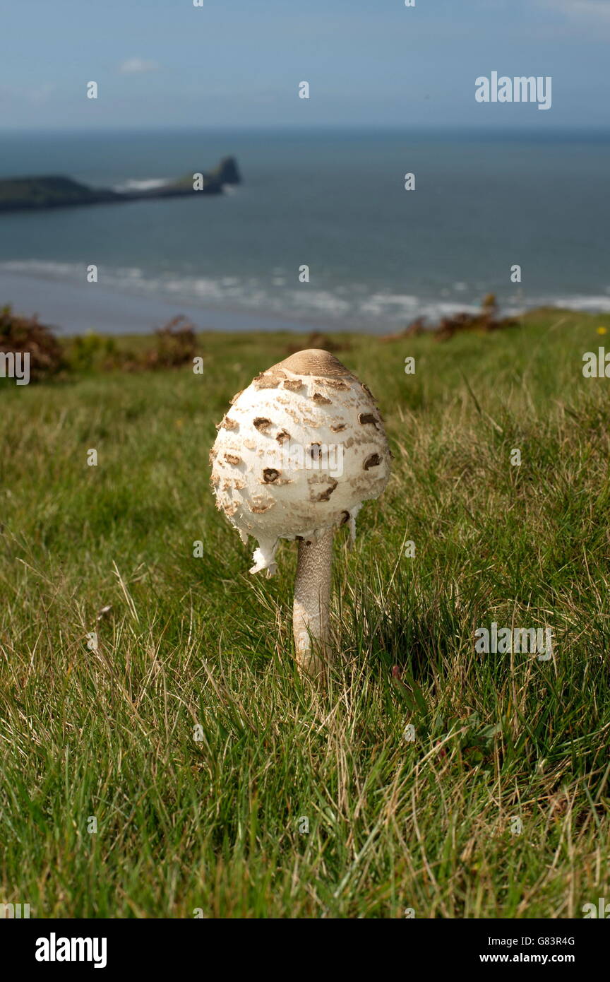 Parasol-Pilz in Grünland mit Meer und Strand am Horizont Stockfoto