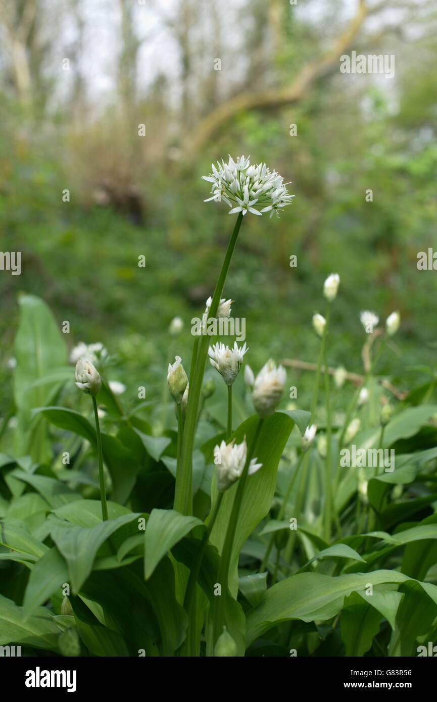 Bärlauch gehört zu den ersten Frühling Pflanzen, Fllower auf die Waldwege von Wales Stockfoto