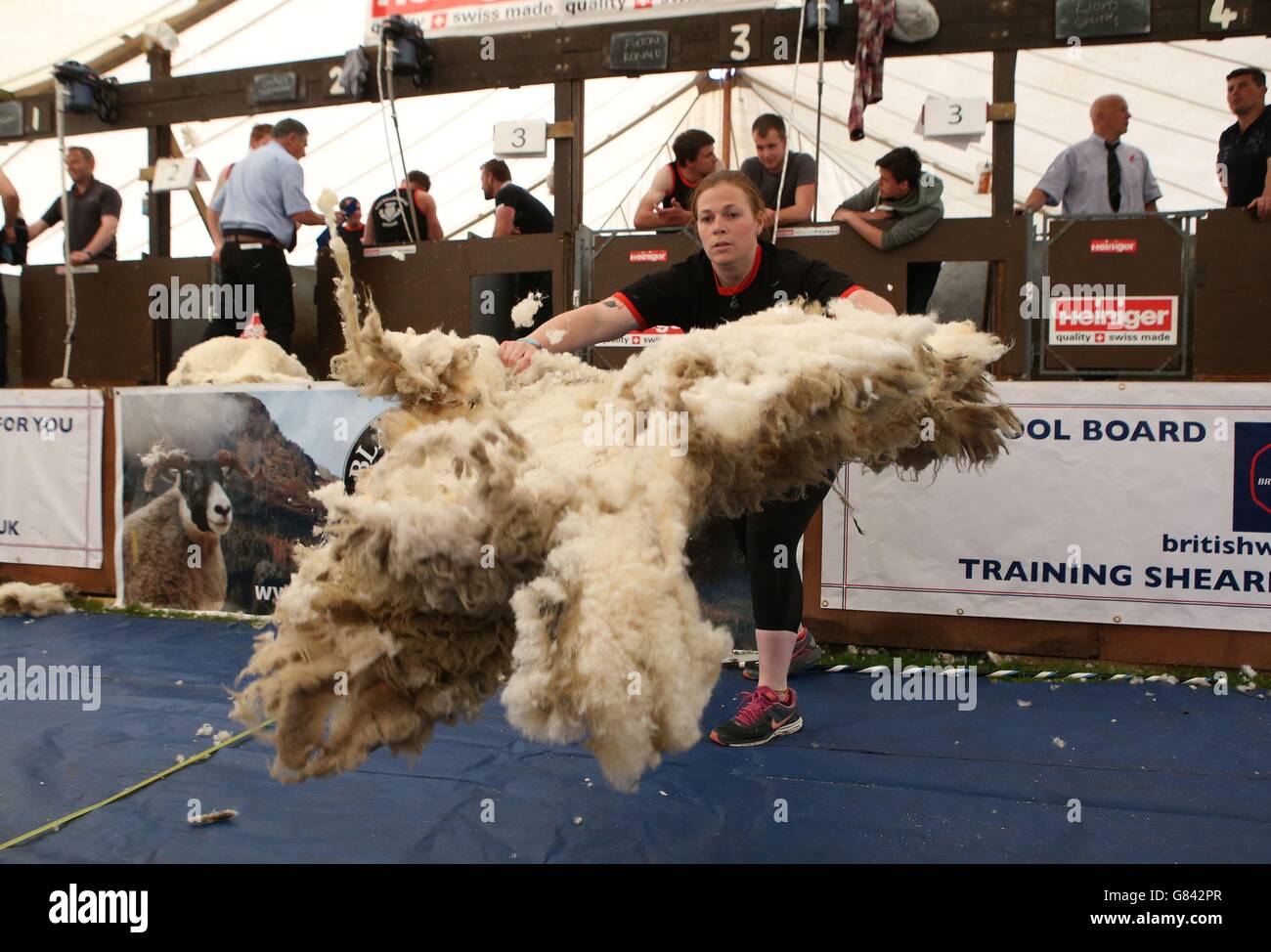 Wolle wird nach der Scherung beim Lochearnhead Shears Event in Zentralschottland am West End von Lochearn ausgebreitet, wo Schafscheren aus der ganzen Welt um den Titel des schottischen Blackface Shearing Champions kämpfen. Stockfoto