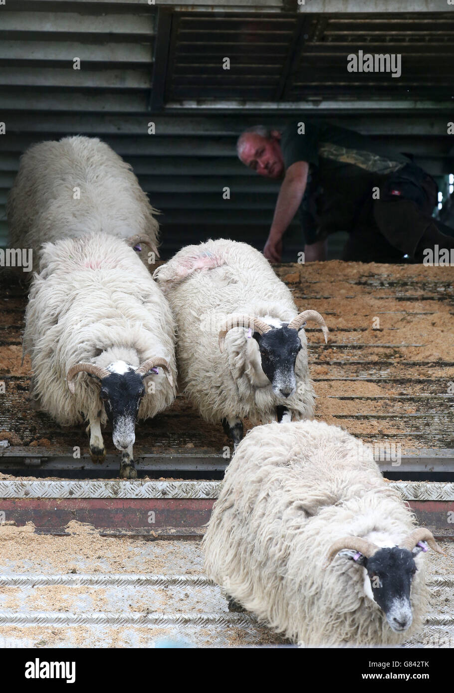 Schafe kommen beim Lochearnhead Shears Event in Zentralschottland am West End von Lochearn an, wo Schafscheren aus der ganzen Welt um den schottischen Blackface Shearing Champion-Titel kämpfen. Stockfoto