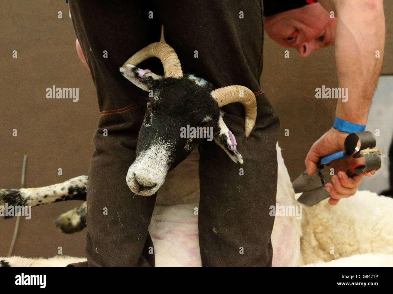 Schafe werden beim Lochearnhead Shears Event in Zentralschottland am West End von Lochearn mit Klingen geschert, wo Schafscheren aus der ganzen Welt um den schottischen Blackface Shearing Champion-Titel kämpfen. Stockfoto