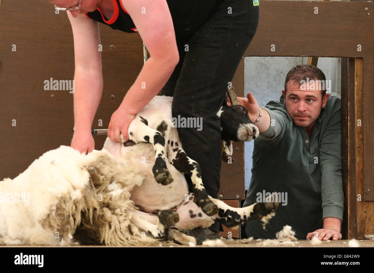 Ein Schaf, das bereit ist, nach dem Mantel am West End von Lochearn weggezogen zu werden, wo Schafscheren aus der ganzen Welt um den schottischen Blackface Shearing Champion-Titel kämpfen. Stockfoto