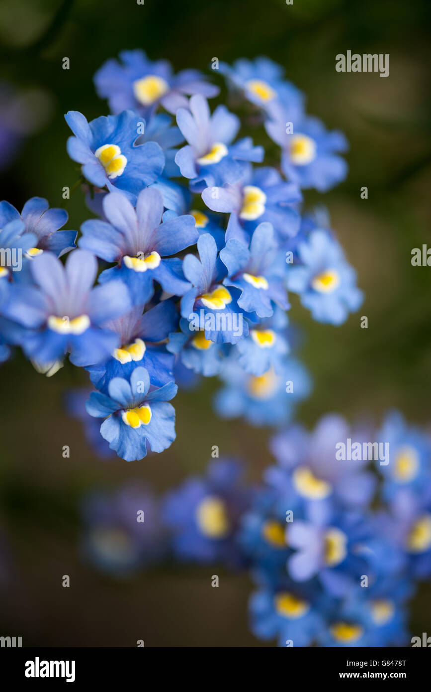 Blaue Nemesia Blüten mit gelber Mitte. Eine einjährige Pflanze mit Massen an Blüten im Sommer. Stockfoto