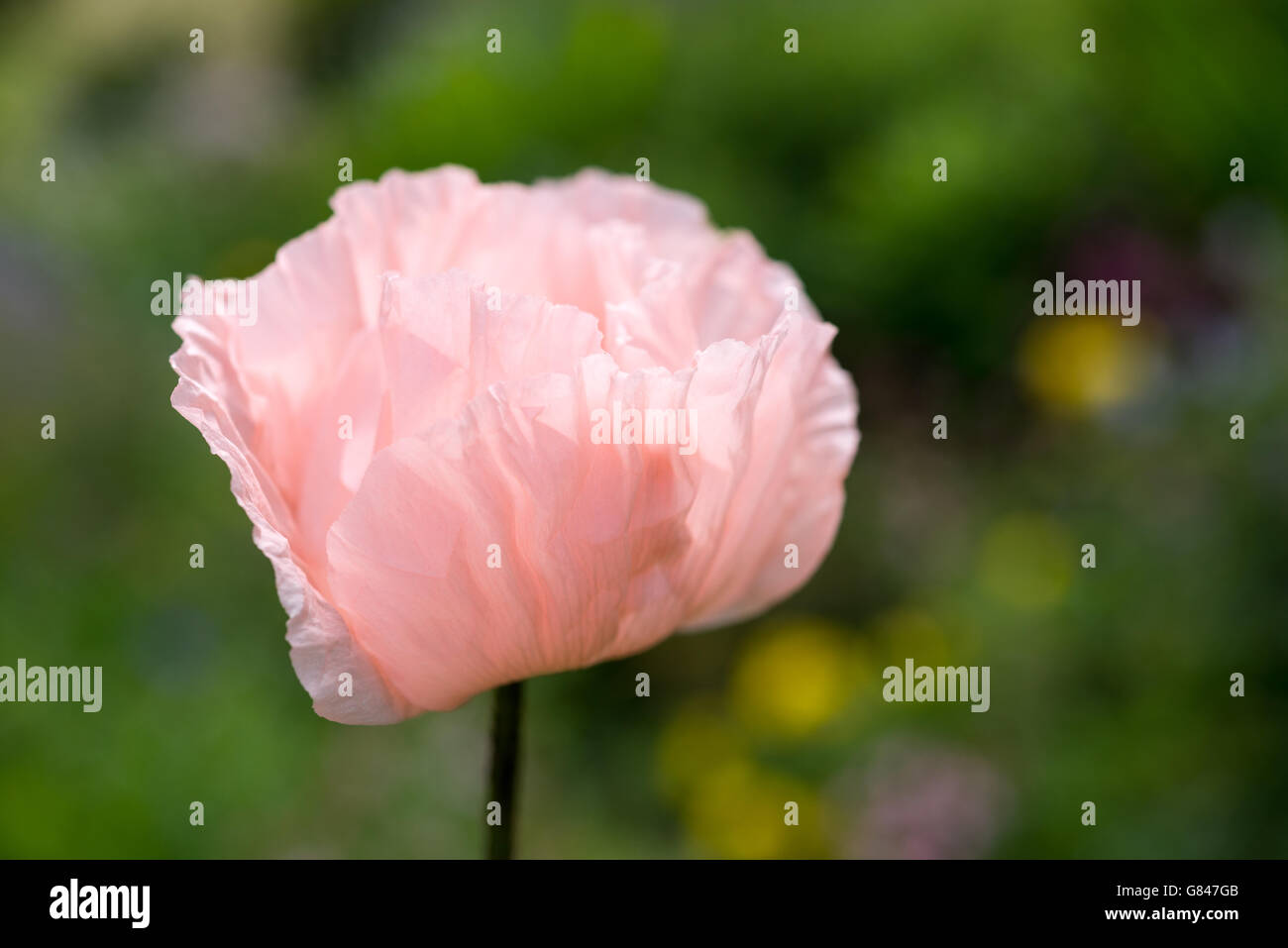 Weich und verträumt Bild eine blasse rosa Mohn (Papaver Orientale). Stockfoto