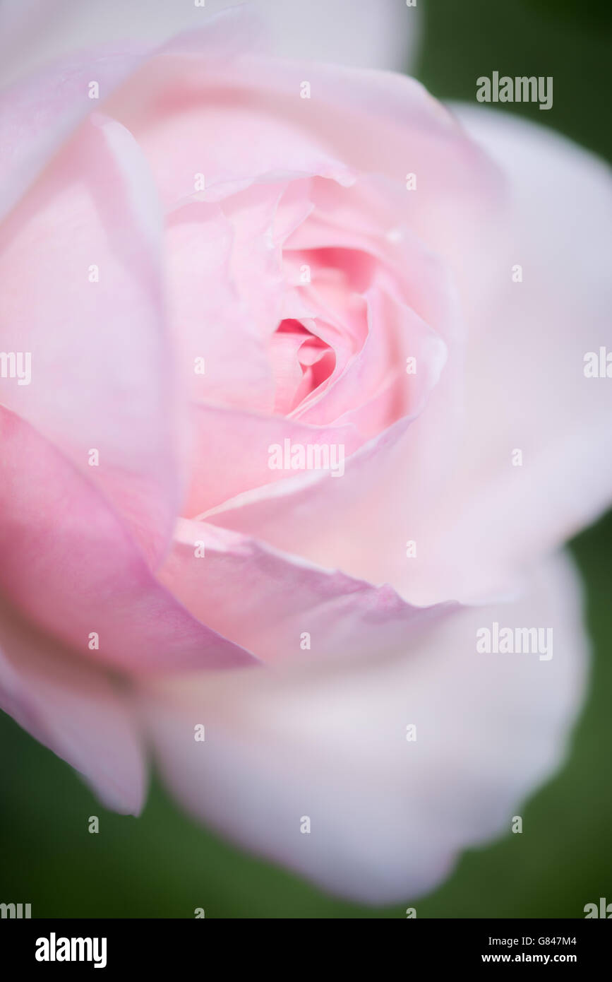 Nahaufnahme einer weiche rosa Rose mit vielen Blütenblättern. Stockfoto