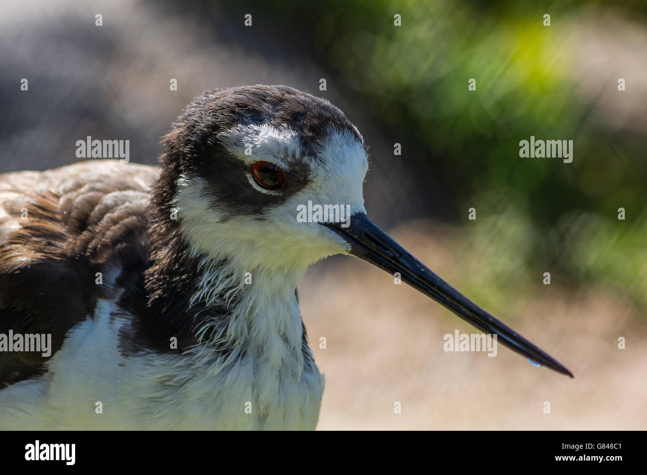Portrait von Vogel nach Trinkwasser mit Wassertropfen auf Schnabel Stockfoto